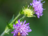 Gemeine Waldschwebfliege